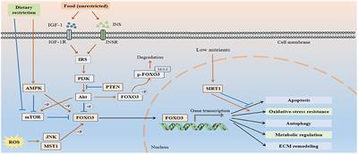 Longevity Factor FOXO3: A Key Regulator in Aging-Related Vascular Diseases